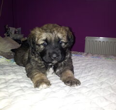 Foto 2 van de pups