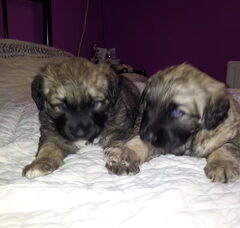 Foto 3 van de pups