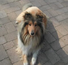 Foto 2 van Schotse-collie