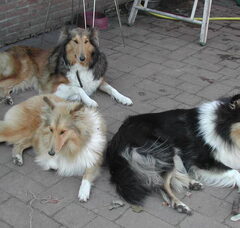 Foto 4 van Schotse-collie