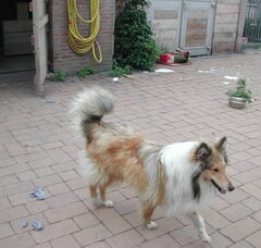 Foto 5 van Schotse-collie