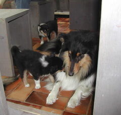 Foto 6 van Schotse-collie