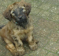 Foto 2 van de pups