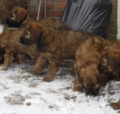Foto 3 van de pups