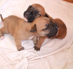 Foto 2 van de pups