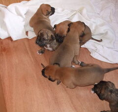 Foto 3 van de pups