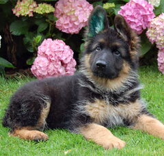Foto 2 van de pups