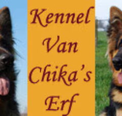Foto 3 van de pups