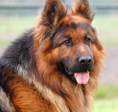 Foto 4 van de pups