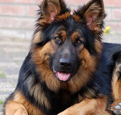 Foto 5 van de pups