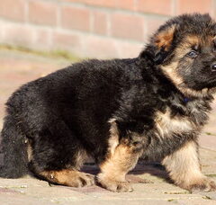 Foto 6 van de pups