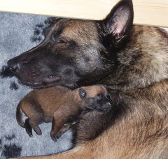 Foto 4 van Kennel Van Goeden Huize