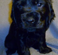 Foto 2 van de pups
