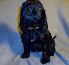 Foto 3 van de pups