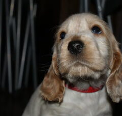 Foto 2 van de pups