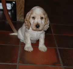 Foto 3 van de pups