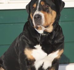 Foto 2 van de pups