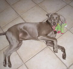 Foto 2 van de pups