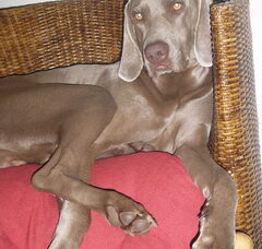 Foto 3 van de pups