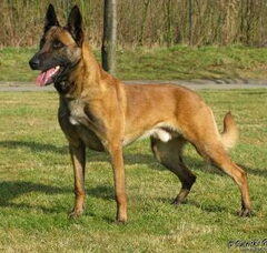 Foto 2 van de pups