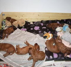 Foto 2 van de pups