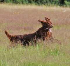 Foto 3 van de pups