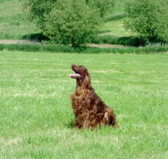 Foto 4 van de pups