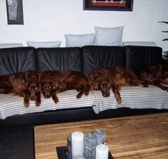 Foto 6 van de pups