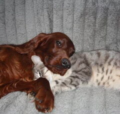 Foto 7 van de pups
