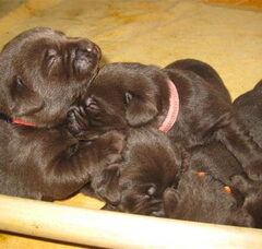 Foto 2 van de pups
