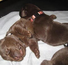 Foto 3 van de pups