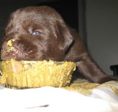 Foto 4 van de pups