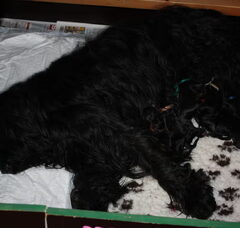 Foto 2 van de pups