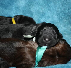 Foto 3 van de pups