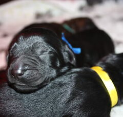 Foto 4 van de pups