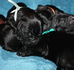 Foto 5 van de pups