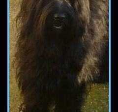 Foto 6 van de pups