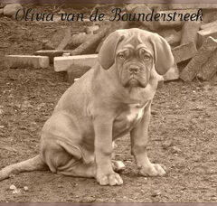 Foto 2 van de pups