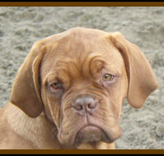 Foto 3 van de pups