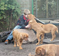 Foto 4 van de pups