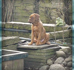 Foto 5 van de pups