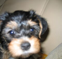 Foto 2 van de pups