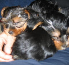 Foto 3 van de pups