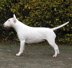 Foto 3 van de pups