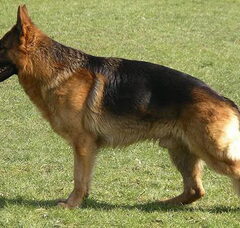 Foto 2 van de pups