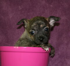 Foto 2 van de pups