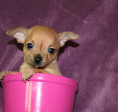 Foto 3 van de pups