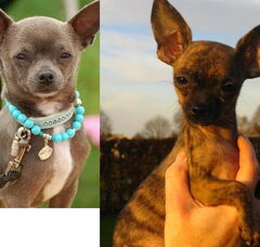Foto 4 van de pups