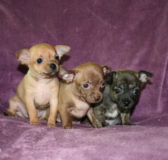 Foto 4 van de pups