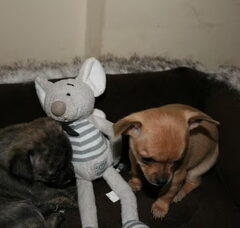 Foto 5 van de pups